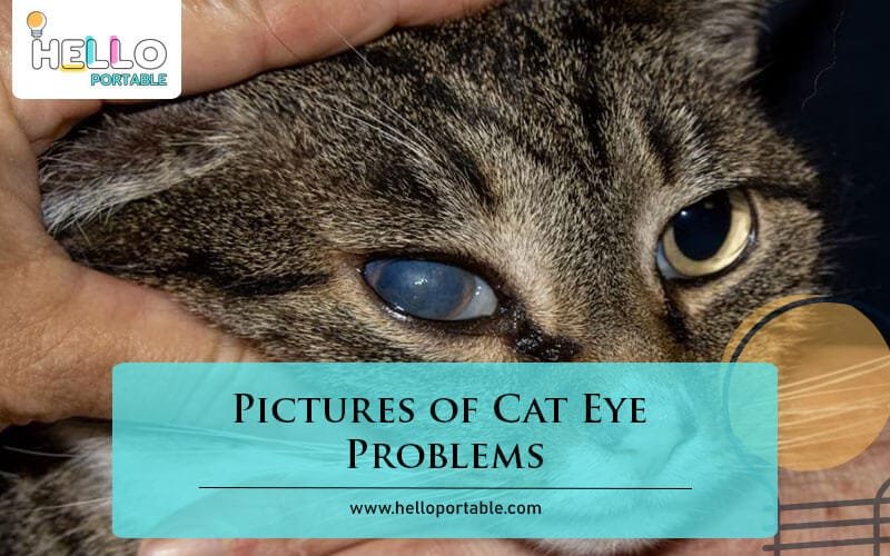 Pictures of Cat Eye Problems-Fi